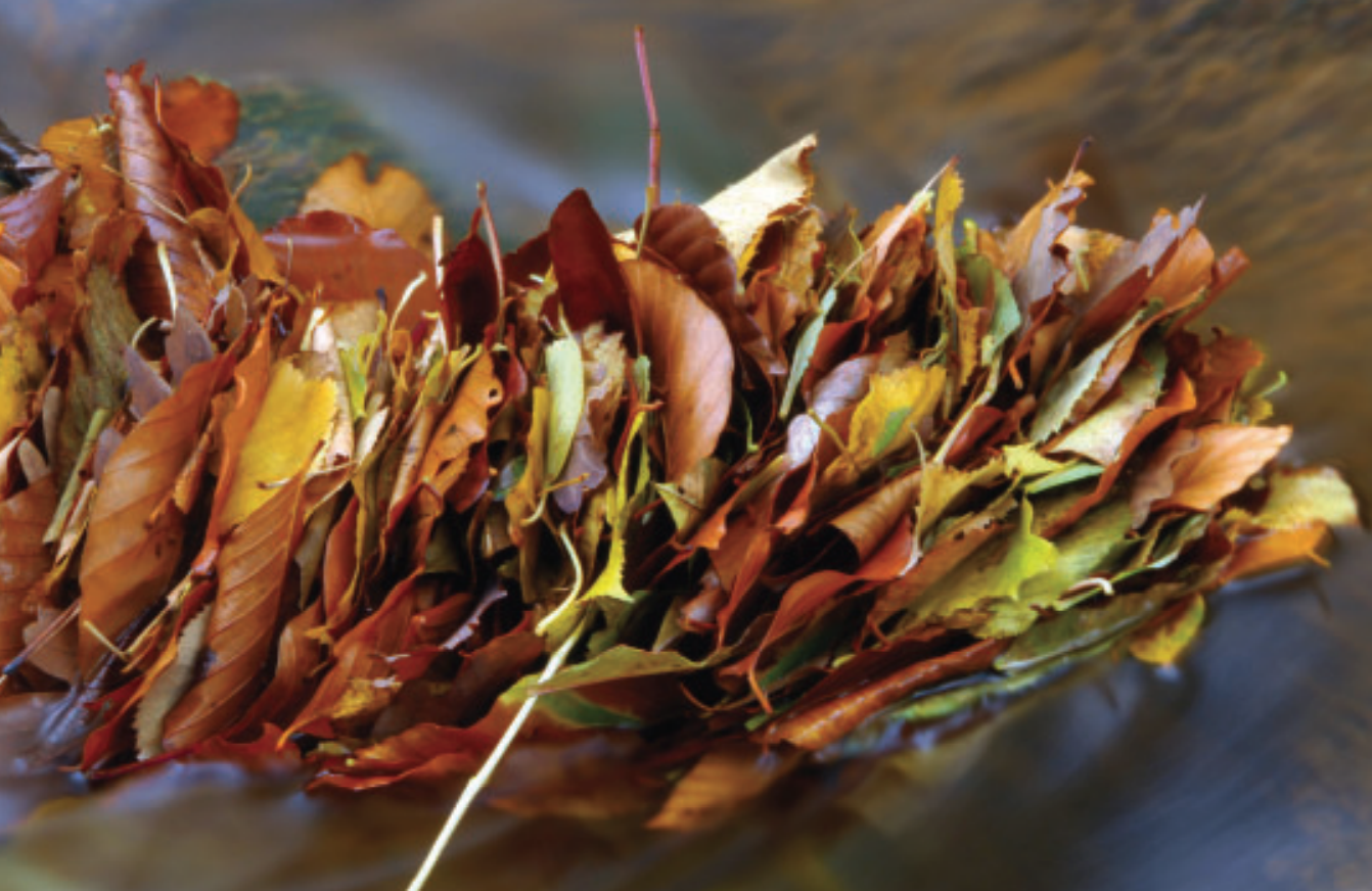 A photo of a bunch of leaves underwater